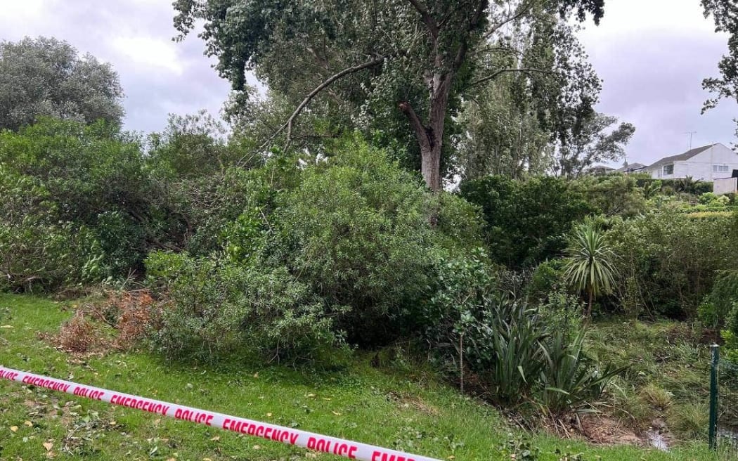 Tree injures person near Madills Farm, playground in Kohimarama, central Auckland during Cyclone Gabrielle