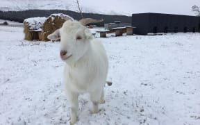 Residents - and goats - in Fairlight, Southland, woke to their land blanketed in snow this morning. 1 September 2020