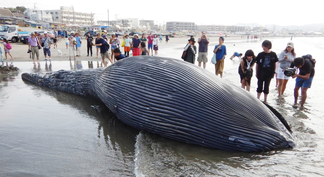 Crowds flock to see the stranded whale carcass washed up at a Ƅeachfront of the Yuigahaмa Beach in Kaмakura City.