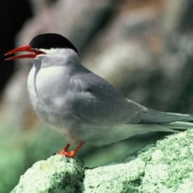 Photo for Antarctic tern