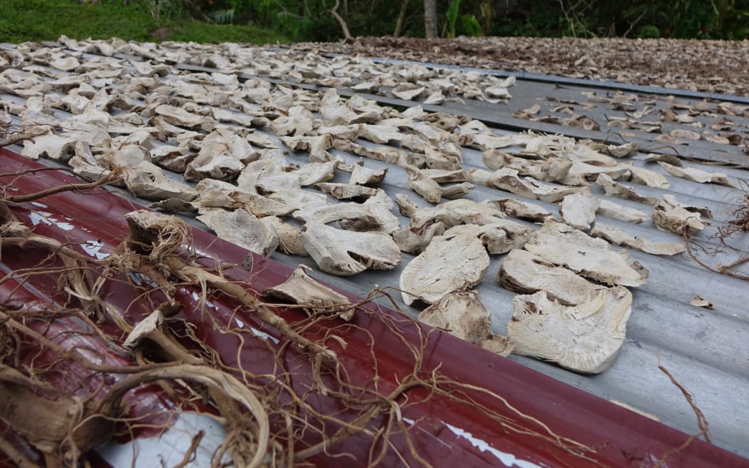 Every kava grower on Taveuni has their kava out drying after Cyclone Winston