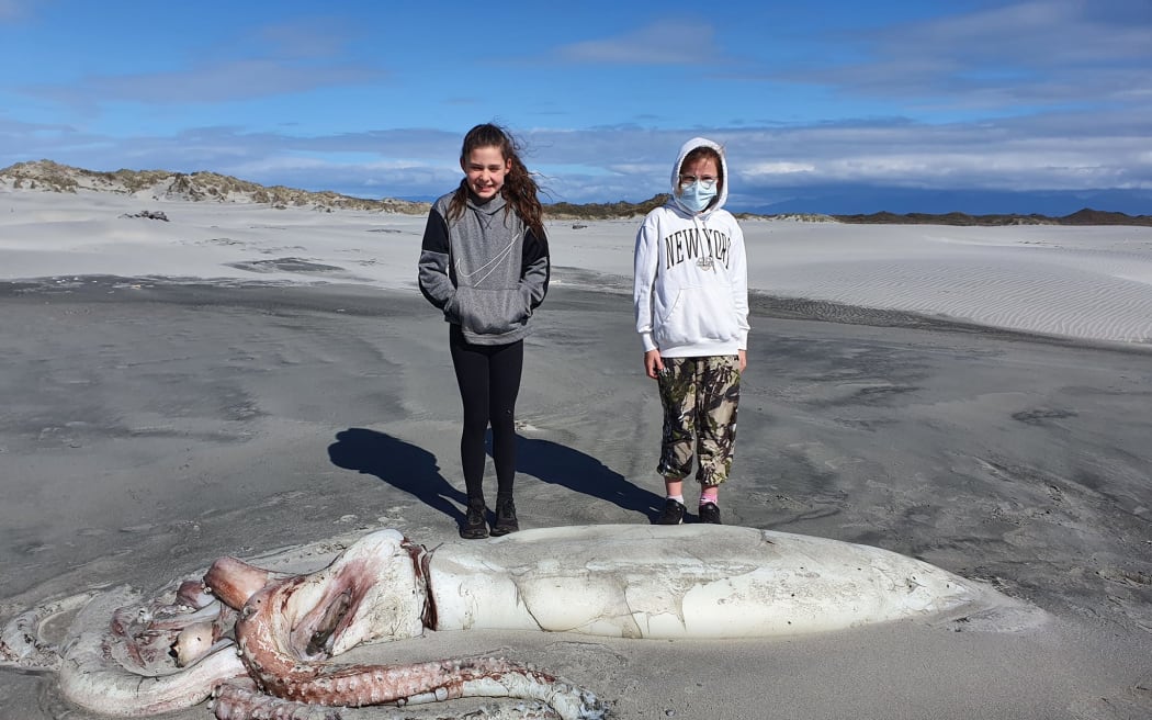 giant-squid-at-farewell-spit-causes-excitement-rnz-news