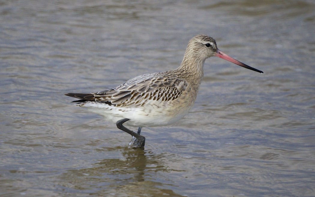 Godwits travel 17,000km from the southern hemisphere to the north, and back every year.