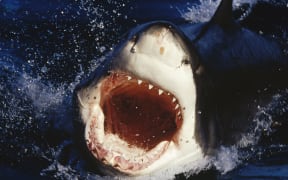 A Great White Shark attacks in South Australia.