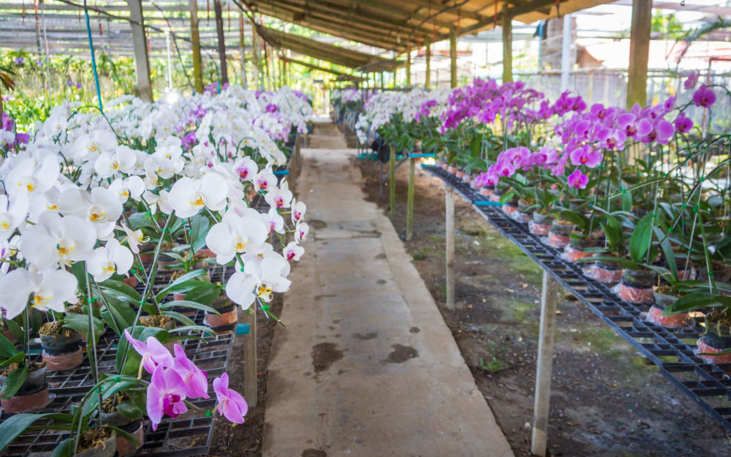 White and pink Orchidaceae flowers in orchid farm, orchid industry in Phuket, Thailand