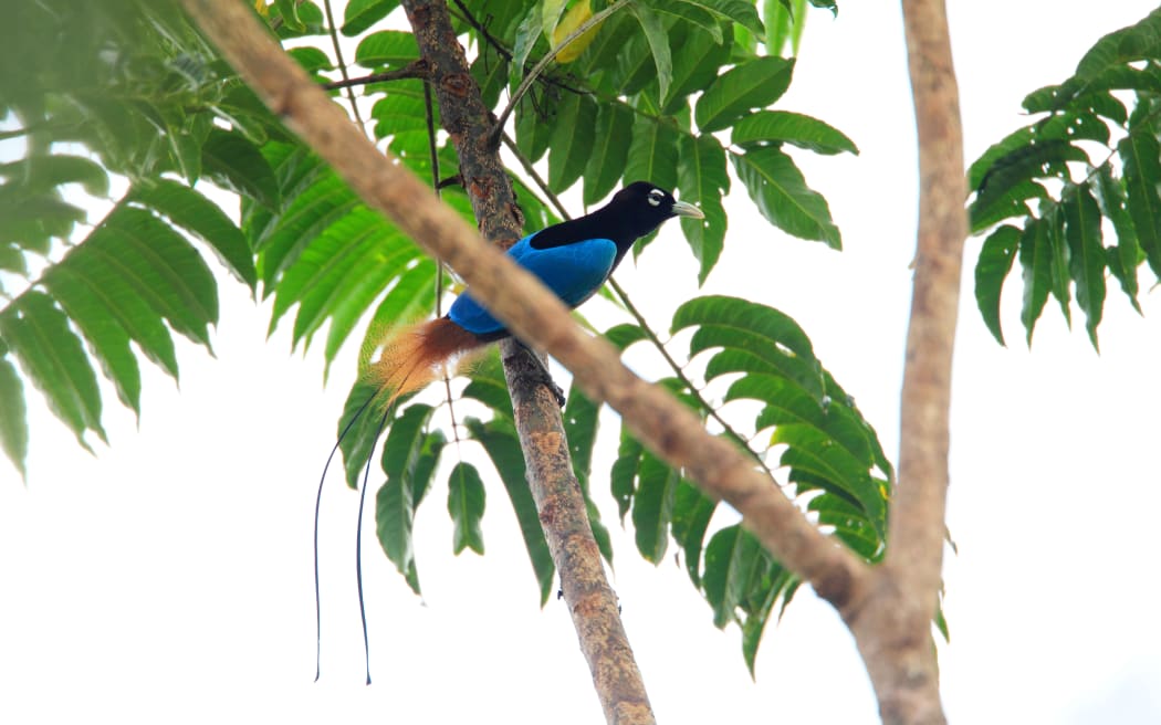 Blue bird-of-paradise (paradisaea rudolphi) in Papua New Guinea.