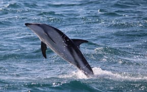 Dolphin in flight, Kaikoura