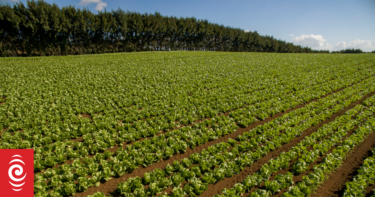 Vegetable shortage could continue for months RNZ