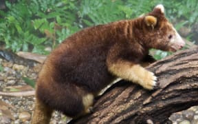 Tree Kangaroos are hunted for meat and pelt in PNG