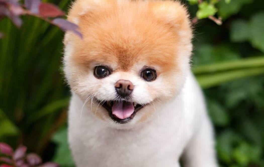 World\'s cutest dog\' dies from \'heartbreak\' | RNZ News