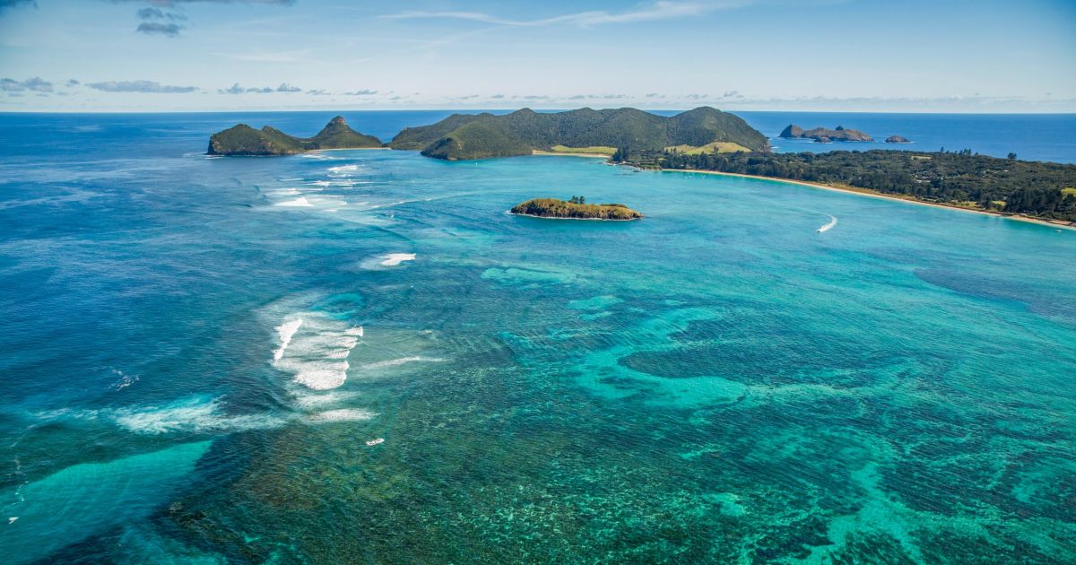 Estudiante redescubre una cucaracha ‘extinta’ en la isla de Lord Howe