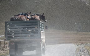 Horses, dogs and musterers head home after a cattle drive