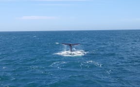 One of five whales spotted off the Kaikōura coast a week after the earthquakes.