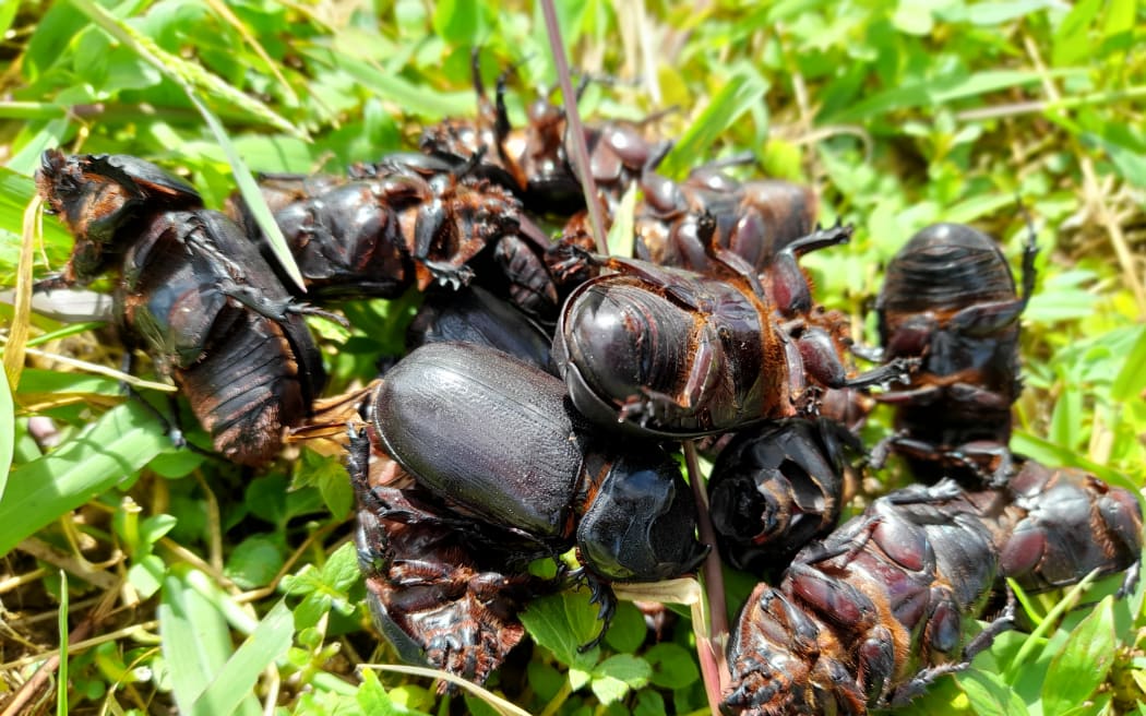 Post-cyclone rhinoceros beetle outbreak concerns in Vanuatu | RNZ News