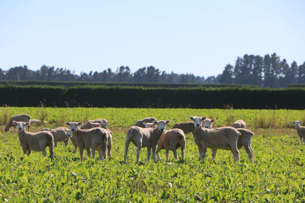 New Zealand meat production systems 'part of the solution' for climate