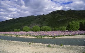 Wild lupins growing in Lindis Valley, Central Otago.