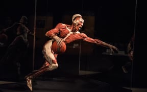 One of the exhibits at the Body Worlds show.