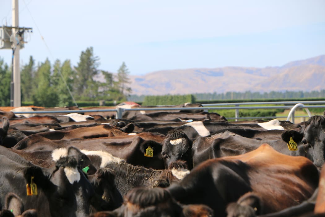 Dairy farm sales low but recovering RNZ News