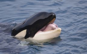 Killer whale / orca