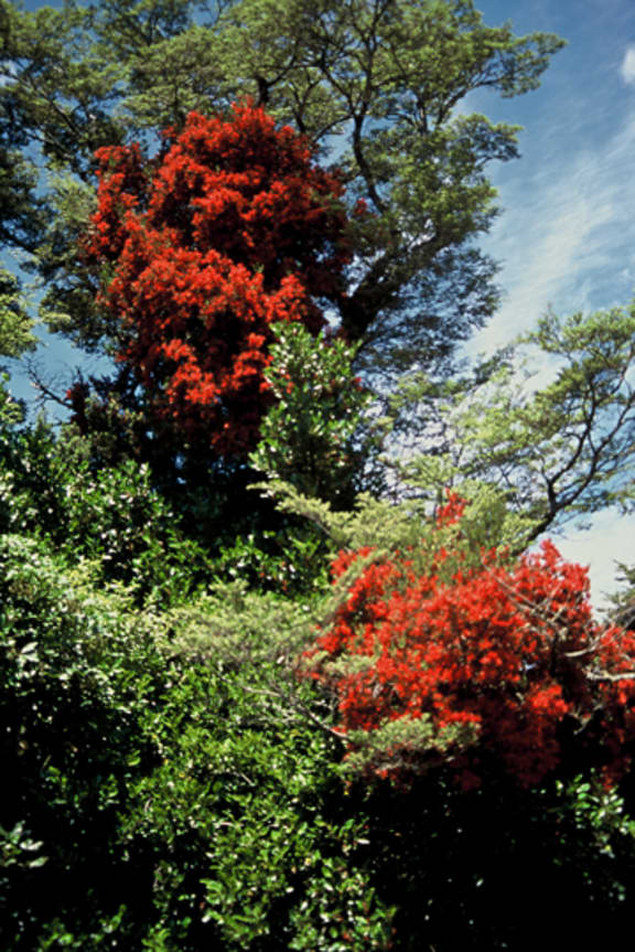 New Zealand Mistletoe on beech trees