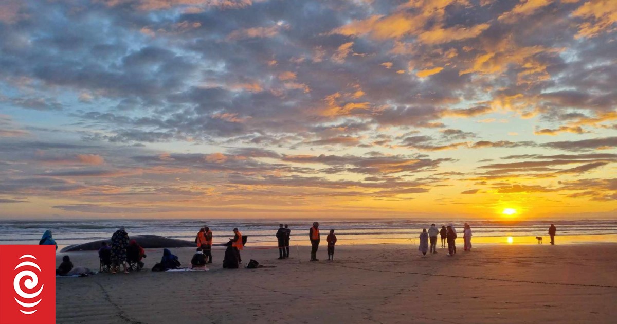 Sperm whale given Māori blessing after dying on Christchurch beach - Vimarsana News