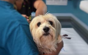 Vets are being asked to put down healthy pets.