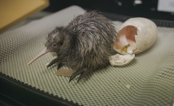 Another Kiwi chick successfully hatched, Operation Nest Egg, Auckland Zoo