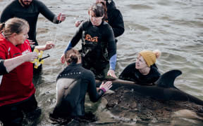 Rescuers and volunteers take care of a stranded baby orca at Plimmerton, Wellington.