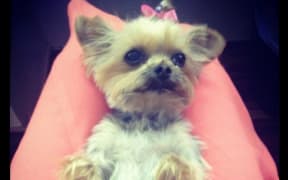 Pistol - one of two Yorkshire terriers owned by Johnny Depp and his wife, Amber Heard.