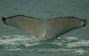 A humpback whale comes to the surface in New Zealand.