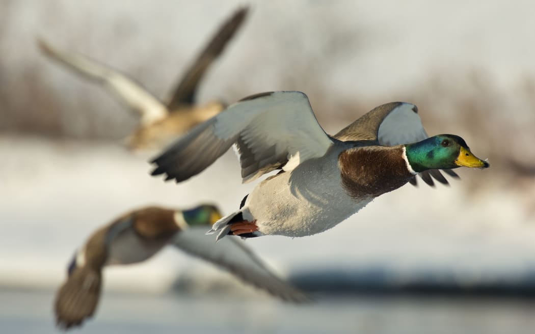 Duck shooting season 'a family affair' Fish and Game RNZ News
