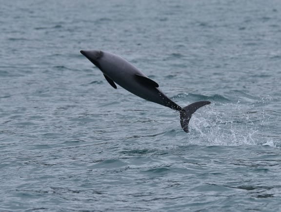 Dolphin in mid air