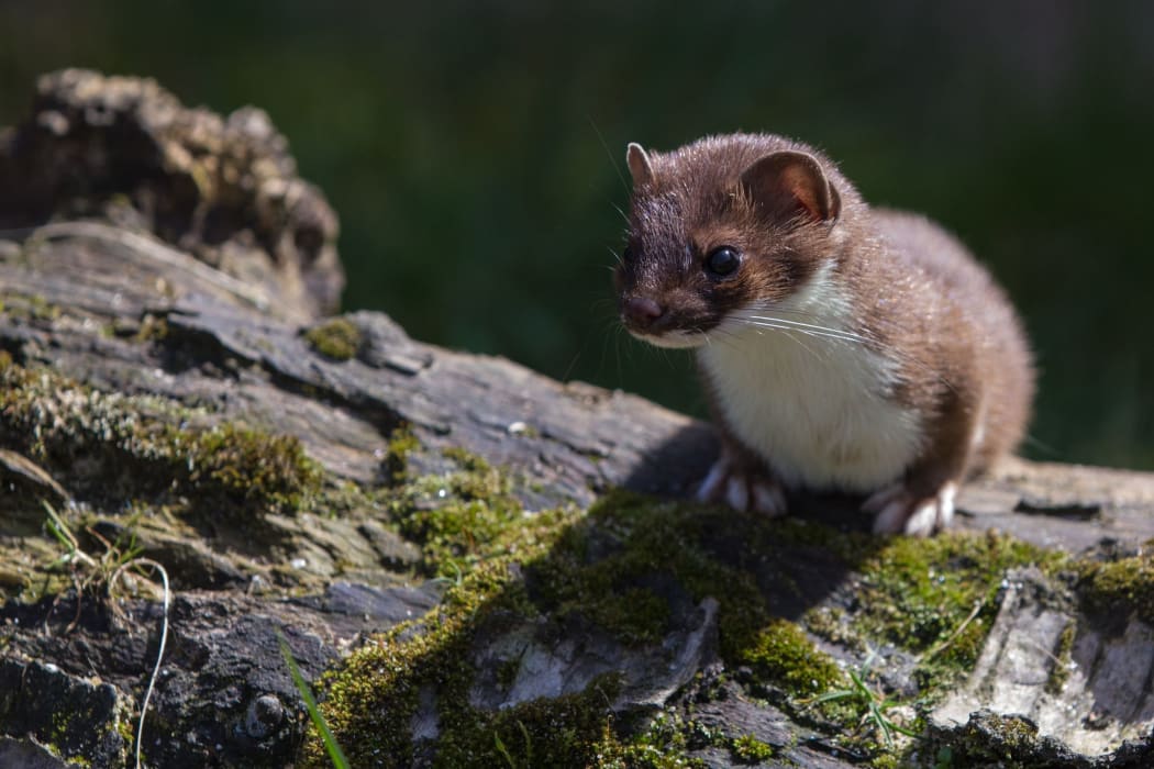 A stoat perched on a log