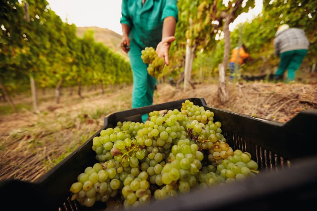 Farm worker filling basket of green grapes in the vineyards during the grape harvest. Woman putting grapes into the plastic crate. Focus on grapes in container.