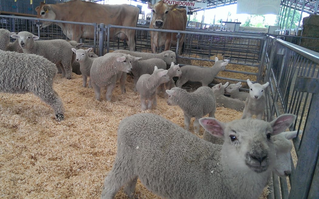 The show has attracted more than 6000 livestock  and feature competition entries.
