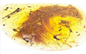 The tail of a feathered dinosaur has been found perfectly preserved in amber from Myanmar.