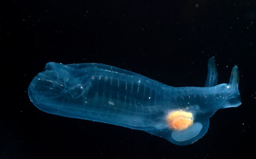 The giant salp Thetys vagina can exceed 30cm in length. Plankton expert Moira Decima decribes it as the 'super pooper' of the salp world.