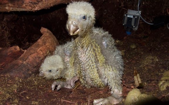 Two kākāpō chicks that are nearly a month old, thriving in a nest on Anchor Island in Fiordland.
