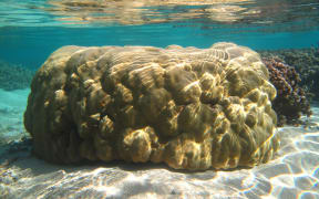 Porites lutea is a stony coral that can grow into large mounds which are several metres diameter.