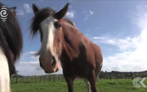 New home required for Hobbit horses: RNZ Checkpoint