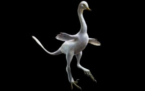 The duck-like dinosaur Halszkaraptor escuilliei.