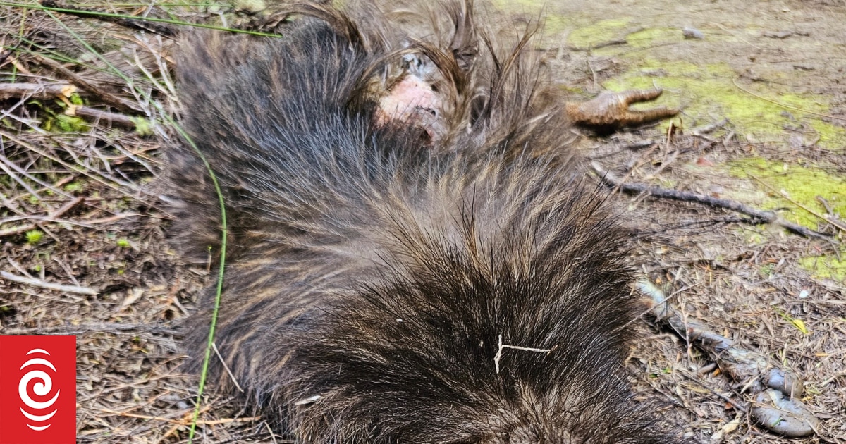 'It's gutting' - Northland conservation group on finding eight kiwi mauled to death by dogs - Vimarsana News