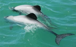 Endangered Māui's dolphins could be threatened by underreported dolphin deaths by fishing.