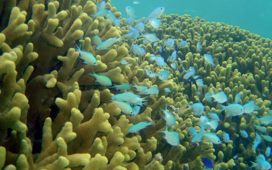 A Guam coral reef in 2013.