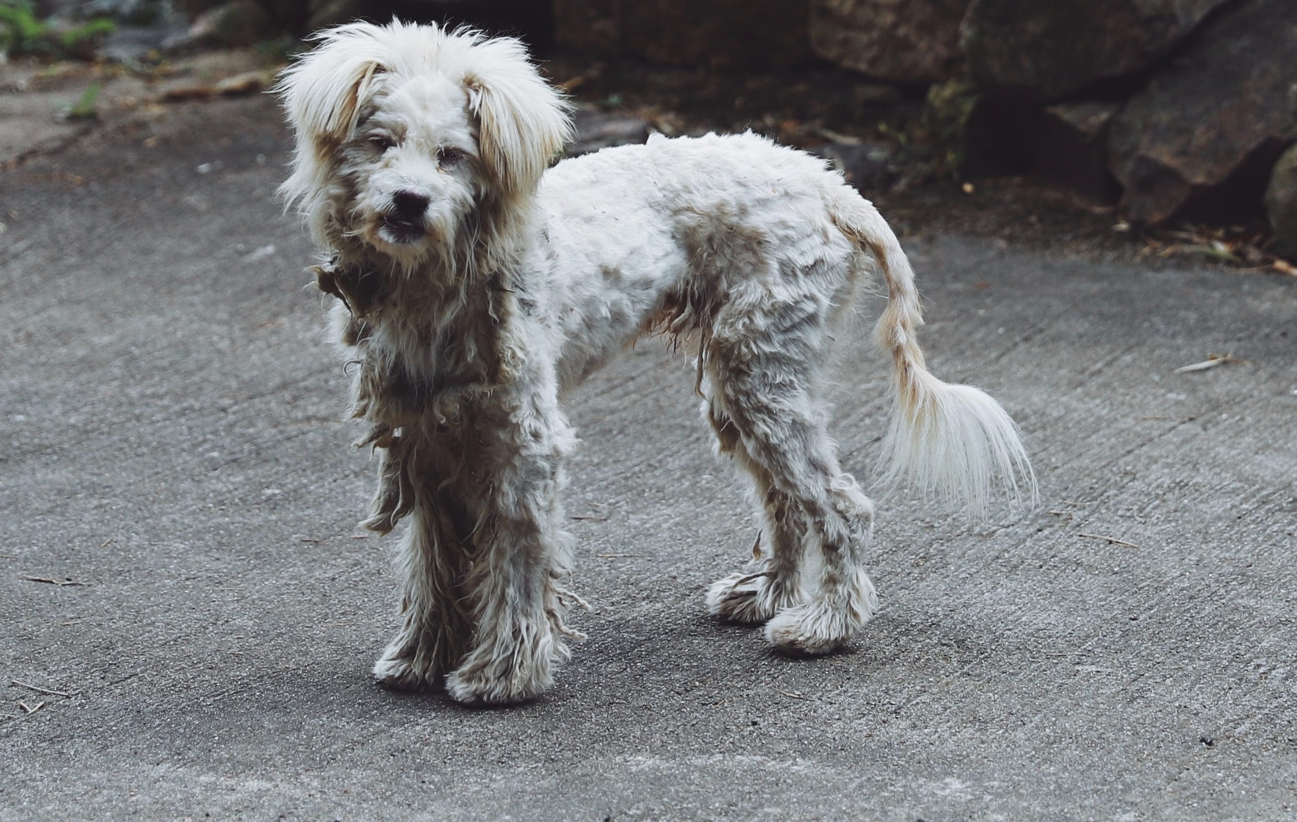 Feral Dogs Roaming The Far North Prompt Track Closures Warnings RNZ News