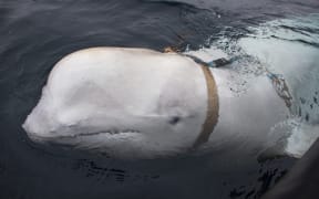 A beluga whale seen as it swims next to a fishing boat before Norwegian fishermen removed the tight harness, swimming off the northern Norwegian coast.