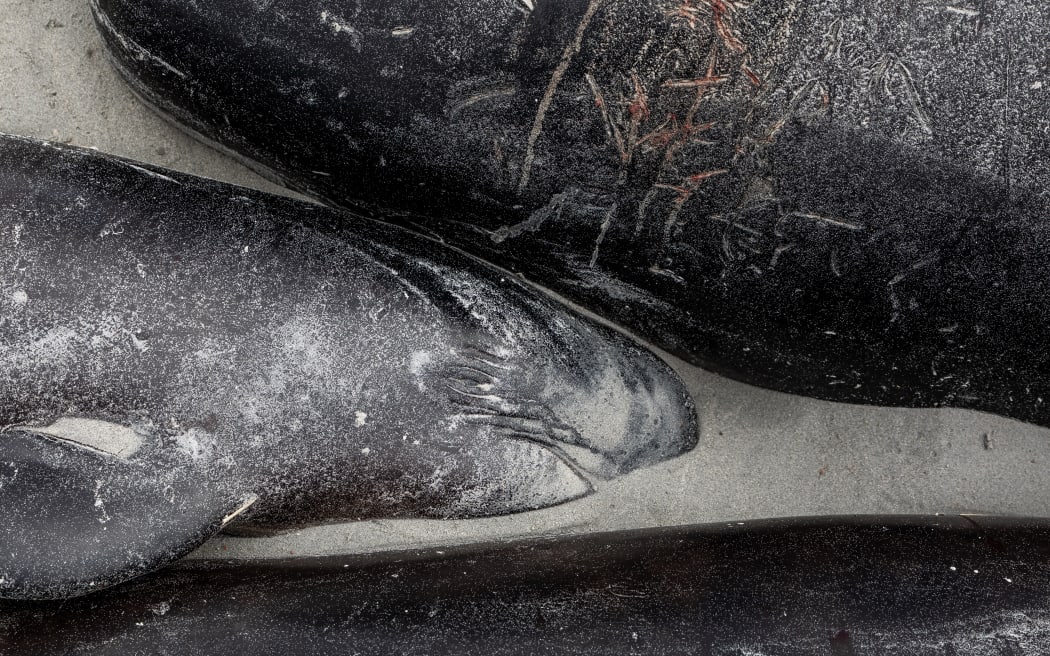 More than 250 whales that stranded on the Chatham Islands on 7 October, 2022 died or had to be euthanised.