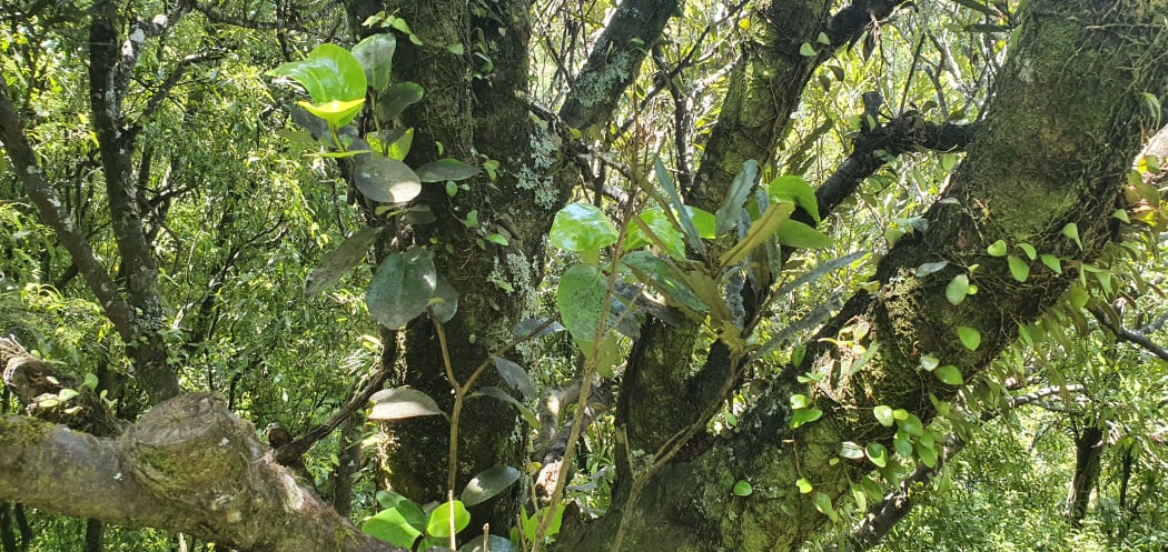 A large-leaved Griselinia grows in the crook of a branch high off the ground.