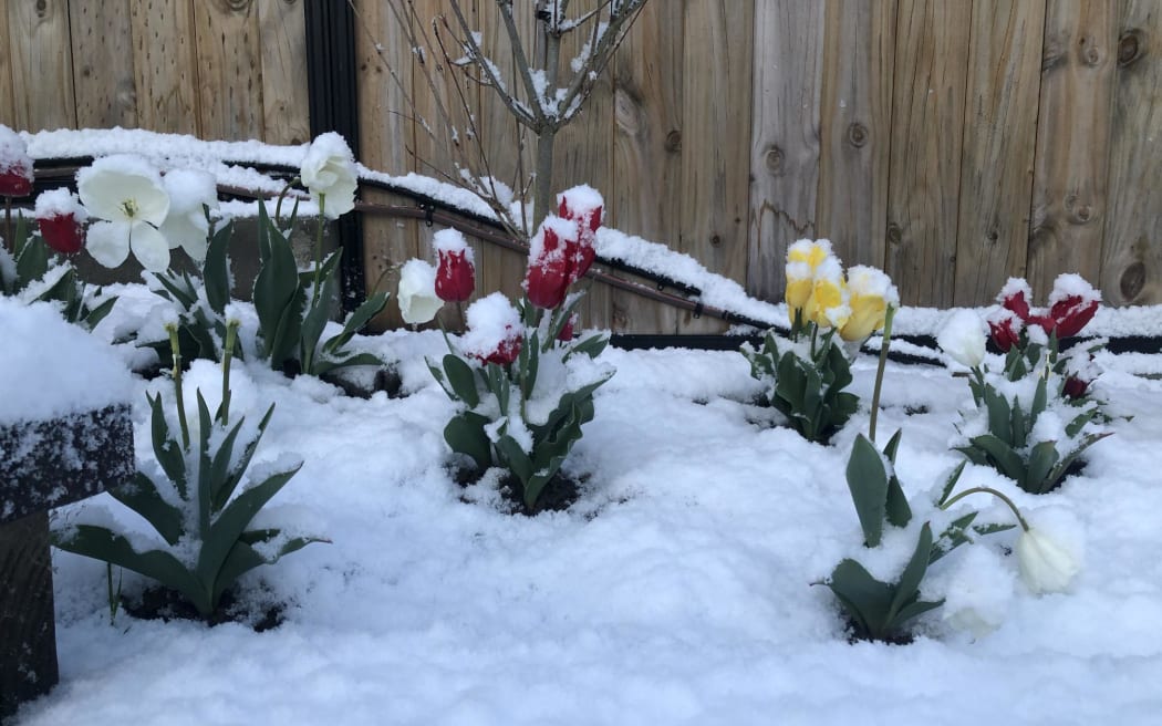 Snow on spring flowers in Dunedin.