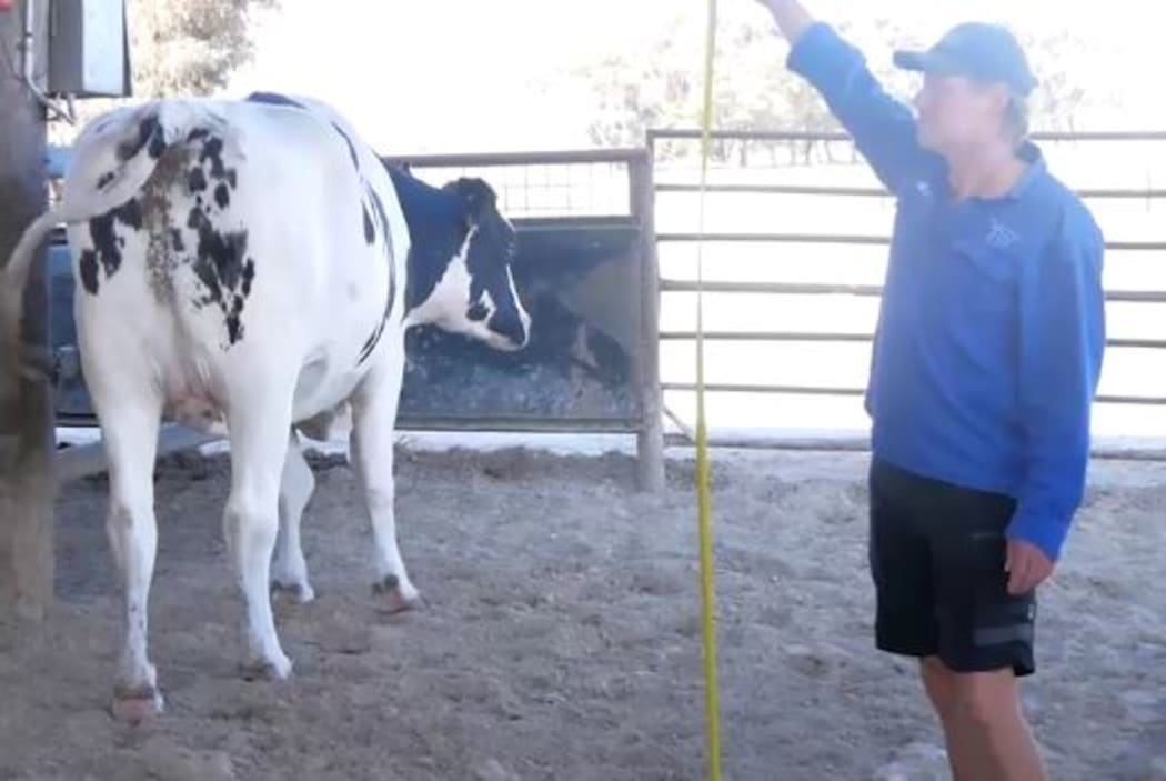 At 194 centimetres high, WA-born steer Knickers is believed to be the tallest in Australia.